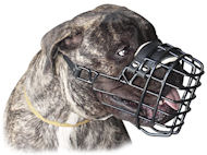 Mastiff Training Dog Сollar : Mastiff harness, Mastiff muzzle