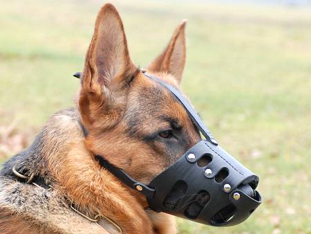 muzzle your dog