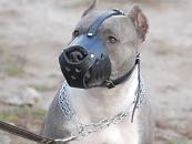 Everyday American Pit bull Leather Dog Muzzle Everyday American Pit bull Leather Dog Muzzle
